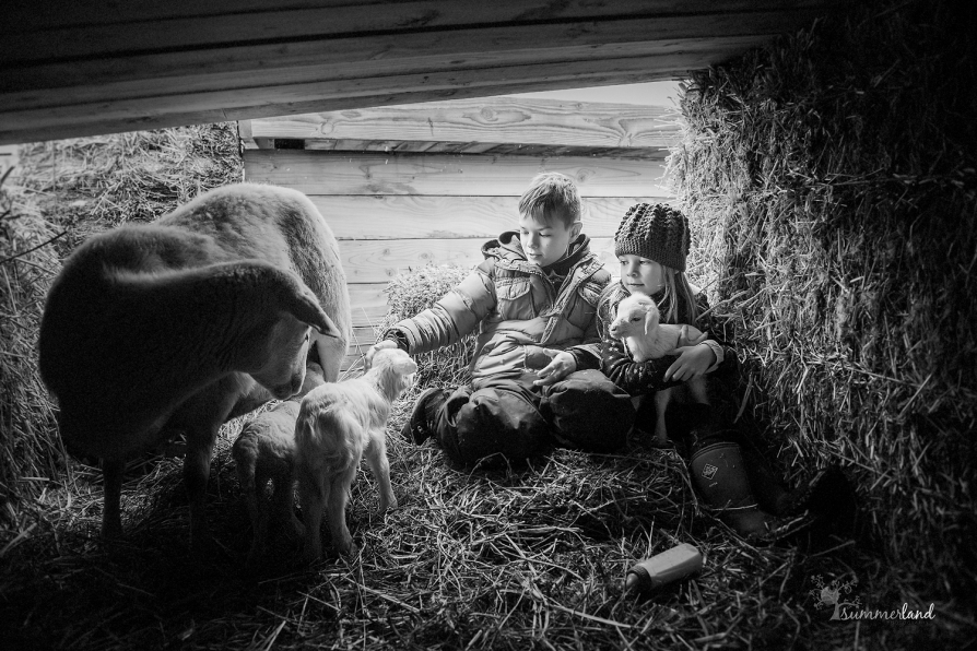 farm kids during lambing season
